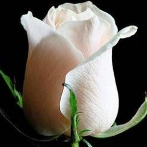 Meet your Posher, Holly